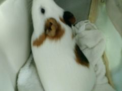 -瑞派·关忠动物医院·异宠专科·犬猫肿瘤·皮肤专科(望京店)