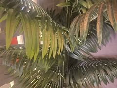 -施奈儿.洗头頭療.按摩SPA.采耳(上梅林店)