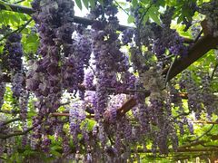 -尹兰楼西北风情餐厅(嘉定店)