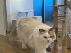 -有喵·猫咖·狗咖·30几只猫10只小狗(岗厦店)