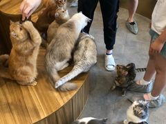 -飞行喵MR PILOT|猫舍·猫咖(静安大融城店)