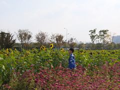-映月湖中央公园