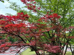 -铁山坪森林公园