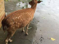 -鹿境梅花鹿生态园区