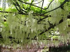 -嘉定紫藤园