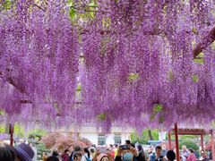 -嘉定紫藤园