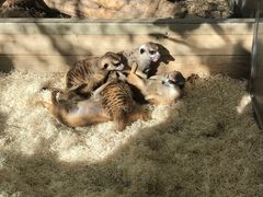 -大连森林动物园