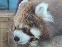-青藏高原野生动物园