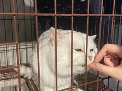 -浣熊柯尔鸭土拨鼠·电玩咖