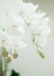 -MIVI·纹眉半永久野生眉