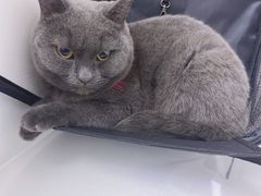 -关爱宠物医院·猫科中心·消化科(滨湖万达分院)