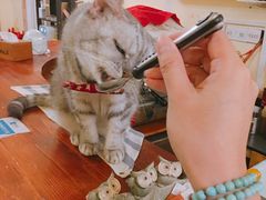 -猫色咖啡·猫咖