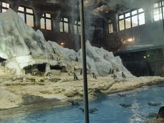 -帝企鹅自助餐厅•儿童岛•真企鹅(长隆企鹅酒店)