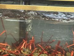 -争先鲜·蒸汽海鲜自助·鲜切牛肉