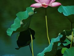 -国家植物园南园