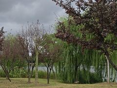 -上海长兴岛郊野公园