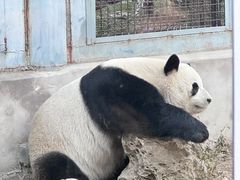 -北京动物园
