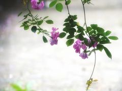 -老门东历史文化街区