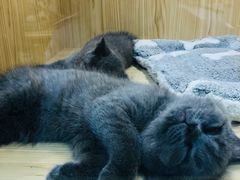 -屋虎猫馆(宝安大仟里店)