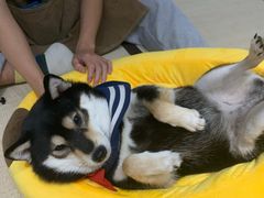 -逗柴咖啡屋·狗咖猫咖宠物桌游