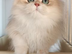 -东方名猫馆·英短金渐层布偶猫舍(环线广场1号楼店)