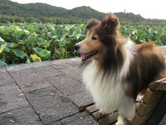 -杭州西湖风景名胜区北街寻梦停车场