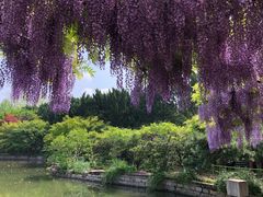 -嘉定紫藤园
