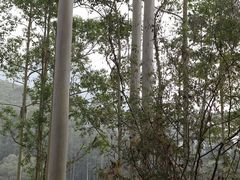 -黄埔油麻山森林公园