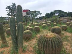 -松山湖梦幻百花洲