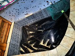 -风情丽江斑鱼火锅(孙家沟西南路80号店)