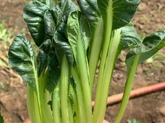 -万源龙顺度假庄园生态观光园