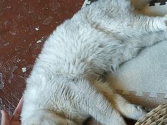 -猫猫幼稚园·撸猫·桌游·电玩