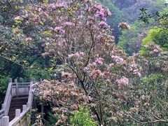 -梧桐山风景名胜区