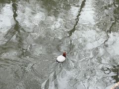 -拙政园