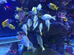 -芜湖新华联大白鲸海洋公园