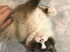 -有猫儿腻咖啡厅.猫咖