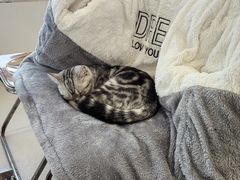 -共舞时光猫咖·狗咖(新街口店)