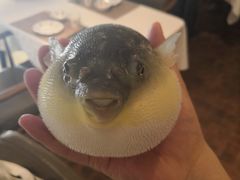 -肆月河豚·新淮扬(金融街店)