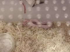 -酷以爬仙阁实体爬宠店·守宫·蜥蜴·专业繁育