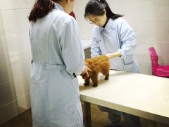 -爱侣·安琦尔宠物医院·中兽医针灸·心内科·狂犬免疫点(宝山区院)