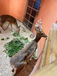 -Zoolung Zoolung动物主题公园(海信广场店)