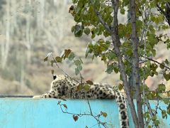 -青藏高原野生动物园