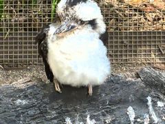 -费瑟代尔野生动物园