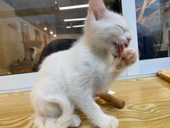 -Heymao猫咖.咖啡厅(东门店)