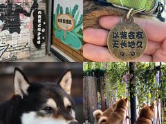 -柴犬高等学院·狗咖·柴犬售卖·宠物训练