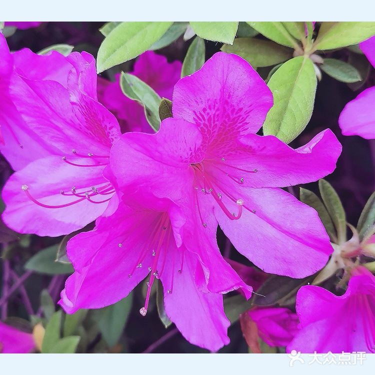 金陵花事||大行宫市民广场.杜鹃花