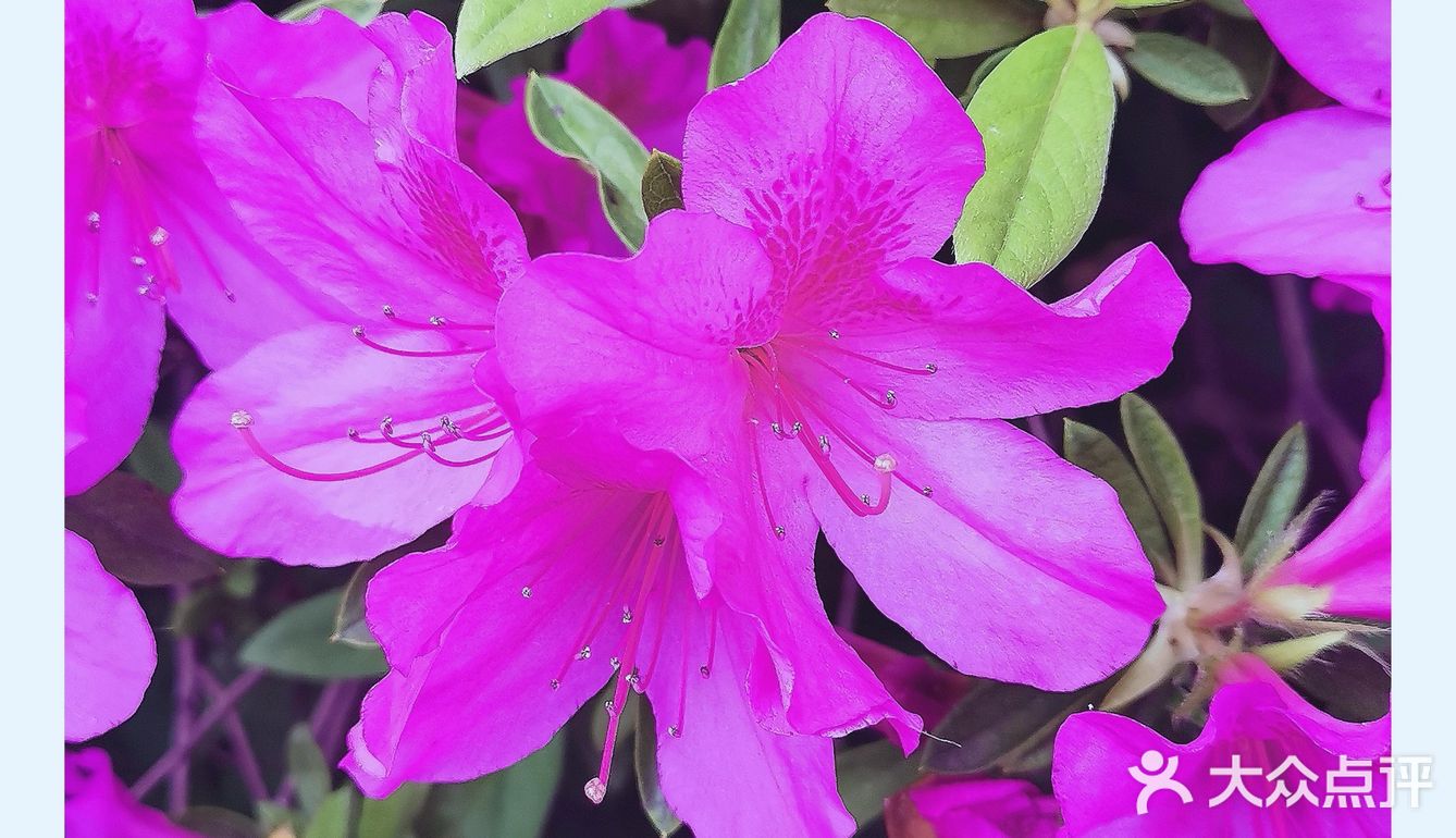 金陵花事||大行宫市民广场.杜鹃花