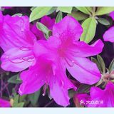 金陵花事||大行宫市民广场.杜鹃花