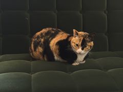 -concerto协奏曲咖啡店