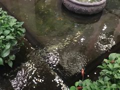 -旺顺阁鱼头泡饼(小红门店)